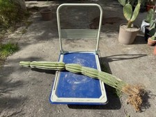 Cactus cereus usato  Ravenna