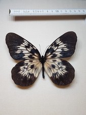 Idea tambusisiana weibchen gebraucht kaufen  Halle