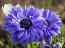 Anemone blue lord for sale  CRAWLEY