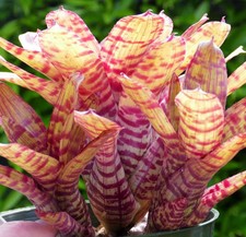 Buy save bromeliad for sale  Miami