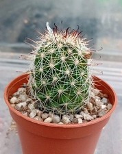 Mammillaria hutchisoniana sb12 for sale  CHESTER