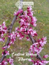 Eastern redbud tree for sale  Sheridan