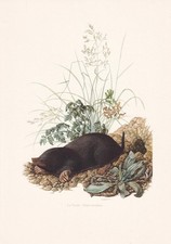 1960 european mole for sale  BIDEFORD