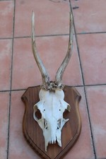 Tassidermia trofeo capriolo usato  Tuscania
