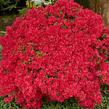 Colourful garden shrub for sale  UK
