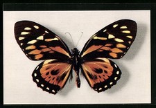 AK Comité National de l´Enfance, Ornithoptera Aruana, Schmetterling , usado comprar usado  Enviando para Brazil