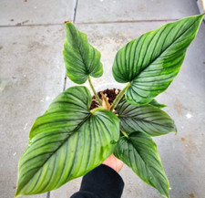 Philodendron serpens creeping for sale  Reseda
