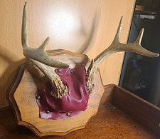 Whitetail deer antlers for sale  Brooklyn