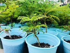 Jacaranda tree seedling for sale  San Bernardino