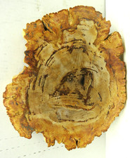 Beautiful petrified wood for sale  Supply
