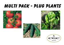 veg plants for sale veg plants for sale WHITCHURCH