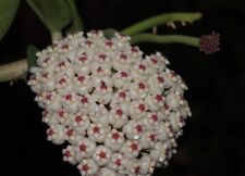 Hoya pachyclada plant d'occasion  Expédié en Belgium