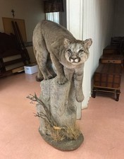 Mountain cat mount for sale  Coopersburg