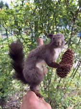 Eichhörnchen präpariet holzs gebraucht kaufen  Northeim