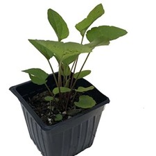 Brown eyed susan for sale  Weston