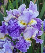 Belle fille iris for sale  Ahsahka