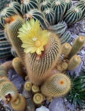 pianta grassa cactus usato pianta grassa cactus usato Olbia