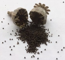 Poppy seeds somniferum for sale  SCARBOROUGH