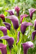 Anneke calla lily for sale  Fairview