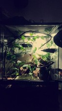Tree frog bioactive for sale  Mesa