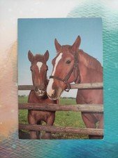 Alte pferdepostkarte haflinger gebraucht kaufen  Borna
