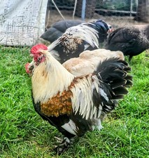 Ladies laying salmon for sale  Ekron