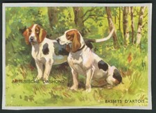 Basset hound rare d'occasion  Expédié en Belgium