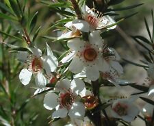 Tea tree leptospermum for sale  MARCH