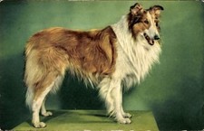 Hund langhaarcollie 4415348 gebraucht kaufen  Berlin