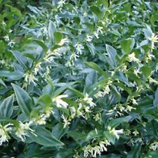 Sarcococca confusa sweet for sale  NEWQUAY