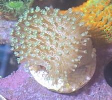 Toadstool reef mushroom for sale  FOLKESTONE