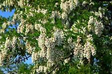 Flowering black locust for sale  Canton