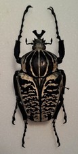 Goliathus a. kirkianus, Trio, 61/50/41 mm, Malawi, z własnej kolekcji na sprzedaż  Wysyłka do Poland