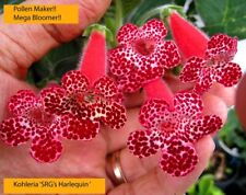 Jungpflanze mini kohleria gebraucht kaufen  Leipzig