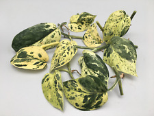 Scindapsus jade satin gebraucht kaufen  Wuppertal