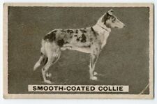Collie smooth 1932 for sale  COLEFORD