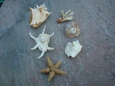 Coquille coquillage mer d'occasion  Toulouse-