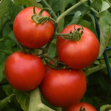 Organic tomato early for sale  Milford