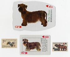 Cesky terrier collection for sale  COLEFORD
