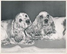 Cocker spaniel english d'occasion  Expédié en Belgium
