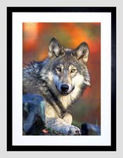 Animal wolf lupine for sale  EDINBURGH