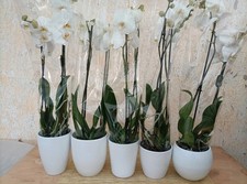 Vaso ceramica per usato  Foligno