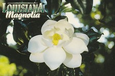 Louisiana postcard state for sale  Richmond