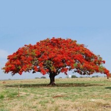 Semi delonix regia usato  Trappeto
