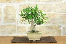 Bonsai ficus retusa usato  Giovinazzo