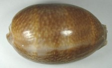 Cypraea cervus 111.38mm for sale  Carlsbad