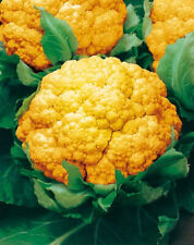 Semi cavolfiore arancione usato  Italia