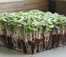 Basic salad mix for sale  Minneapolis