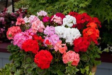 X10 geranium horizon for sale  BALLYMENA