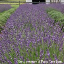 Seeds lavender phenomenal for sale  Grandview